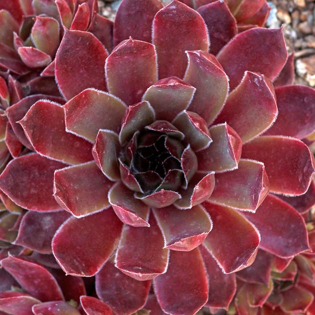 Photo of Hen and Chicks (Sempervivum 'Booth's Red') uploaded by Joy
