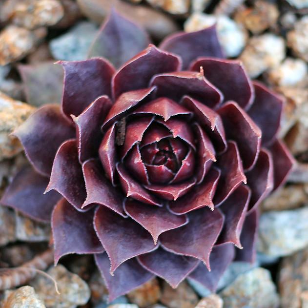 Photo of Hen and Chicks (Sempervivum 'Booth's Red') uploaded by Joy