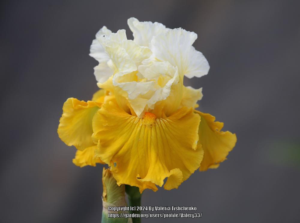 Photo of Tall Bearded Iris (Iris 'Tour de France') uploaded by Valery33