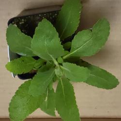 Location: indoors Toronto, Ontario
Date: 2024-03-10
White Sage (Salvia apiana).