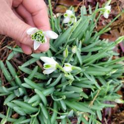 Location: indoors Toronto, Ontario
Date: 2024-03-09
Double Common Snowdrop (Galanthus nivalis 'Flore Pleno') just sta