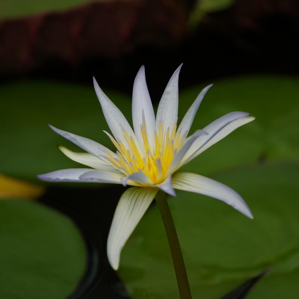 Photo of Blue Lotus of the Nile Lily (Nymphaea nouchali var. caerulea) uploaded by D3LL