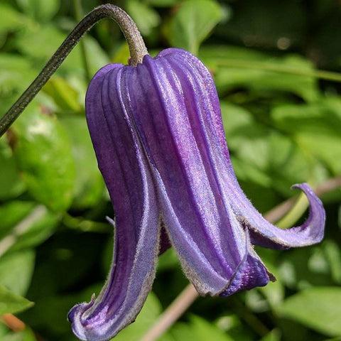 Photo of Clematis 'Roguchi' uploaded by Joy