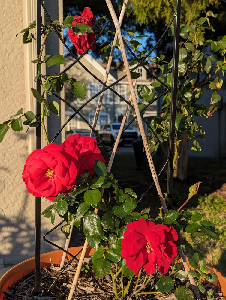 Photo of Large-Flowered Climbing Rose (Rosa 'Dublin Bay') uploaded by Petabread