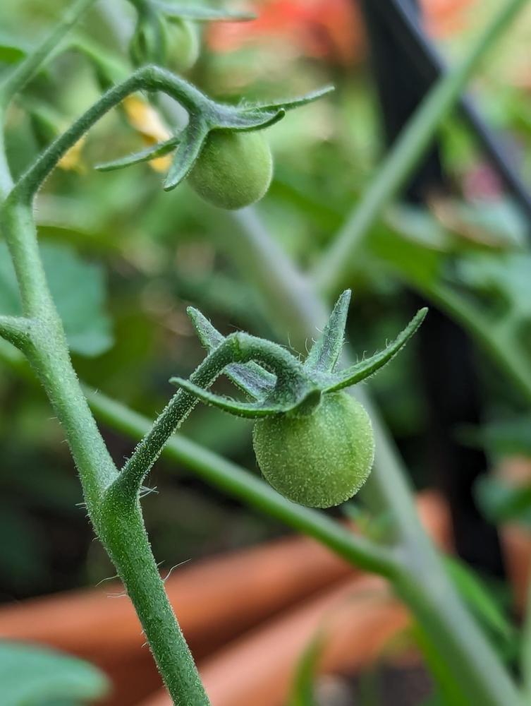 Photo of Tomato (Solanum lycopersicum 'Matt's Wild Cherry') uploaded by Petabread