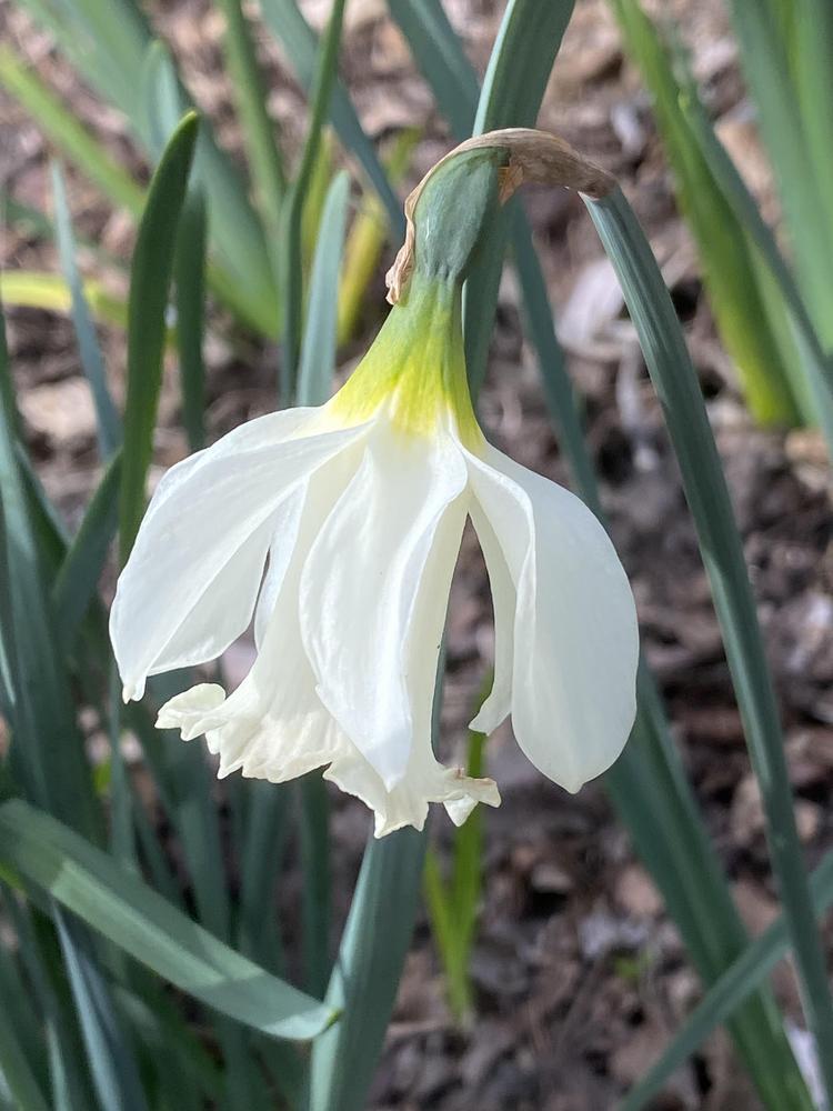 Photo of Species Daffodil (Narcissus moschatus) uploaded by SL_gardener