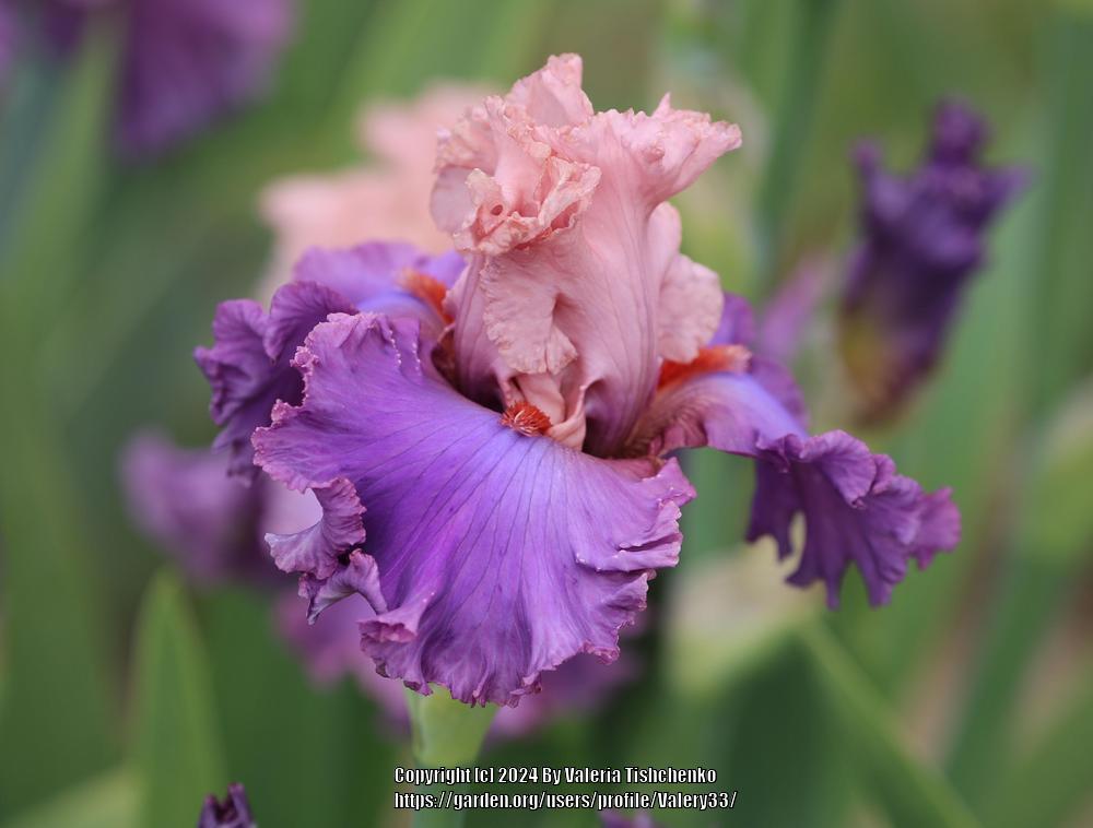 Photo of Tall Bearded Iris (Iris 'Ballerina Queen') uploaded by Valery33