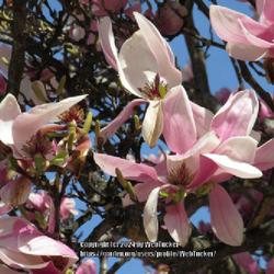 Location: Southern Pines, NC
Date: March 7, 2024
Saucer magnolia #23 nn, LHB Page 416, 74-1-6. Named for Pierre Ma