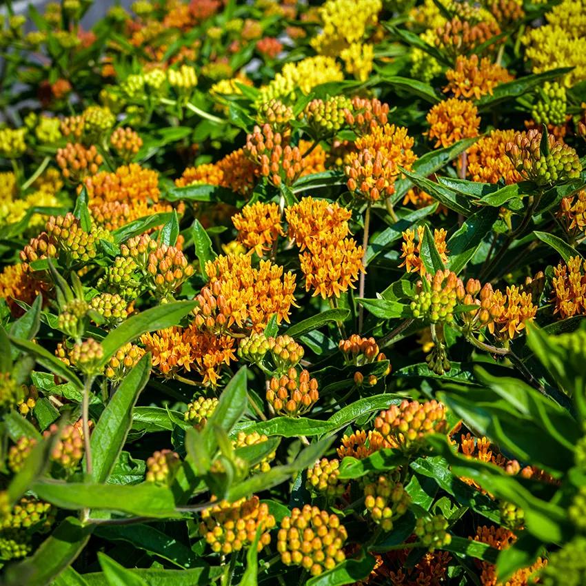 Photo of Butterfly Weed (Asclepias tuberosa 'Gay Butterflies') uploaded by Joy