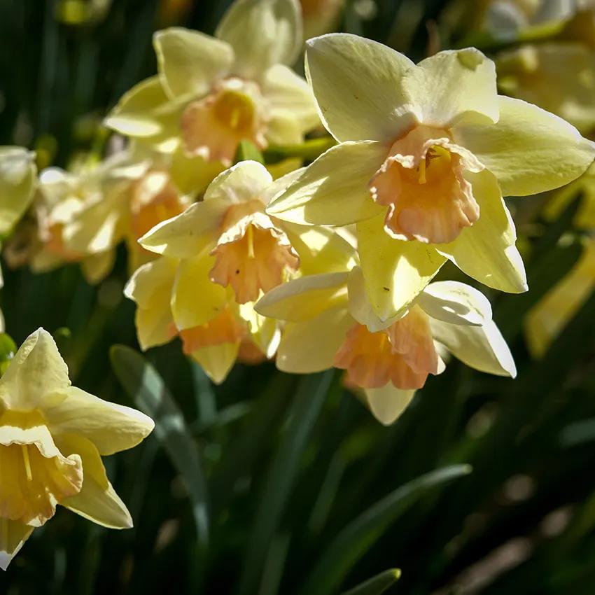Photo of Jonquilla Narcissus (Narcissus 'Blushing Lady') uploaded by Joy