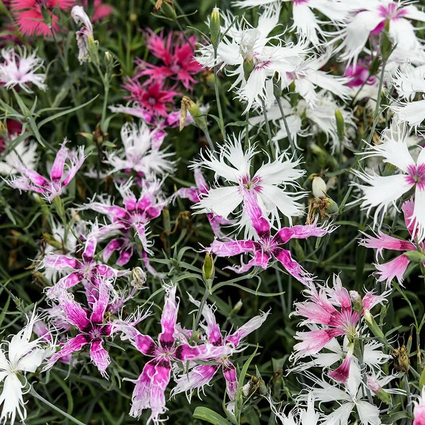 Photo of Dianthus 'Spooky Mix' uploaded by Joy