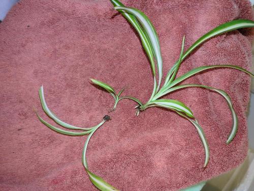 Photo of Variegated Spider Plant (Chlorophytum comosum 'Vittatum') uploaded by chelseanolse
