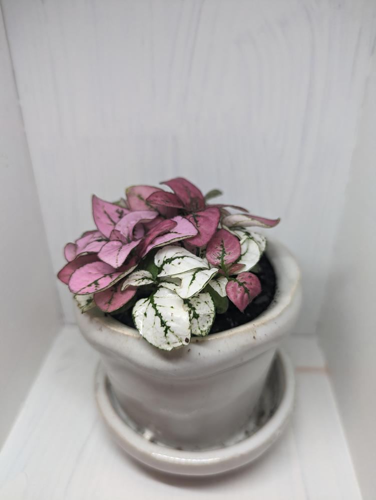 Photo of Polka Dot Plant (Hypoestes phyllostachya) uploaded by chelseanolse