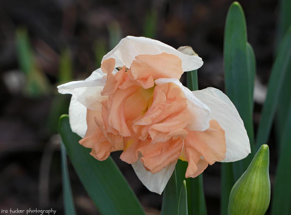 Photo of Split-Cupped Collar Daffodil (Narcissus 'Apricot Whirl') uploaded by drirastucker