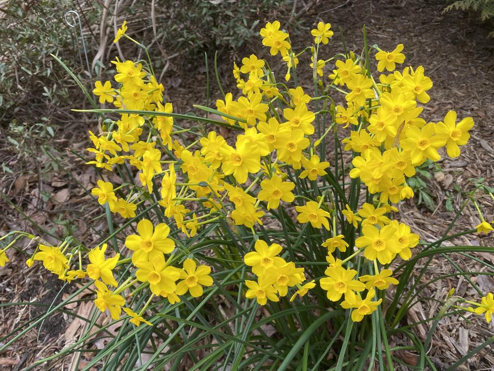 Photo of Species Daffodil (Narcissus jonquilla) uploaded by SL_gardener