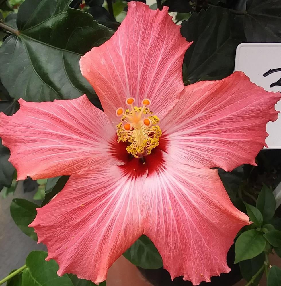 Photo of Tropical Hibiscus (Hibiscus rosa-sinensis 'Painted Lady') uploaded by TomatoNut95