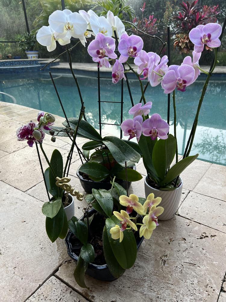 Photo of Moth Orchid (Phalaenopsis) uploaded by Floridian