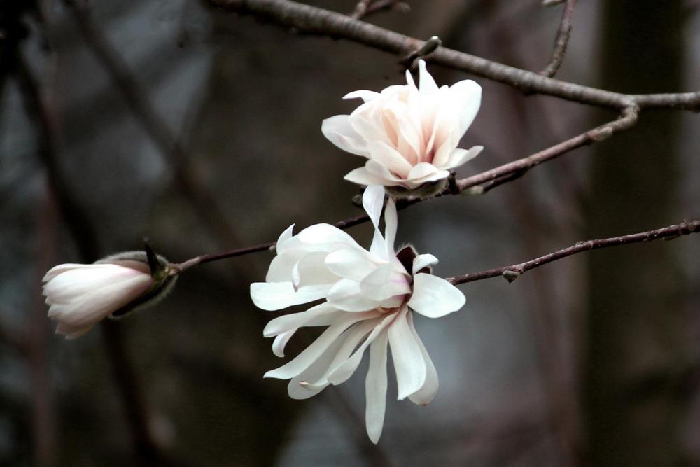 Photo of Star Magnolia (Magnolia stellata 'Royal Star') uploaded by GrammaChar