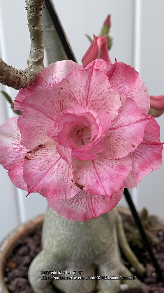 Photo of Desert Rose (Adenium 'Pink Diamond') uploaded by GigiAdeniumPlumeria