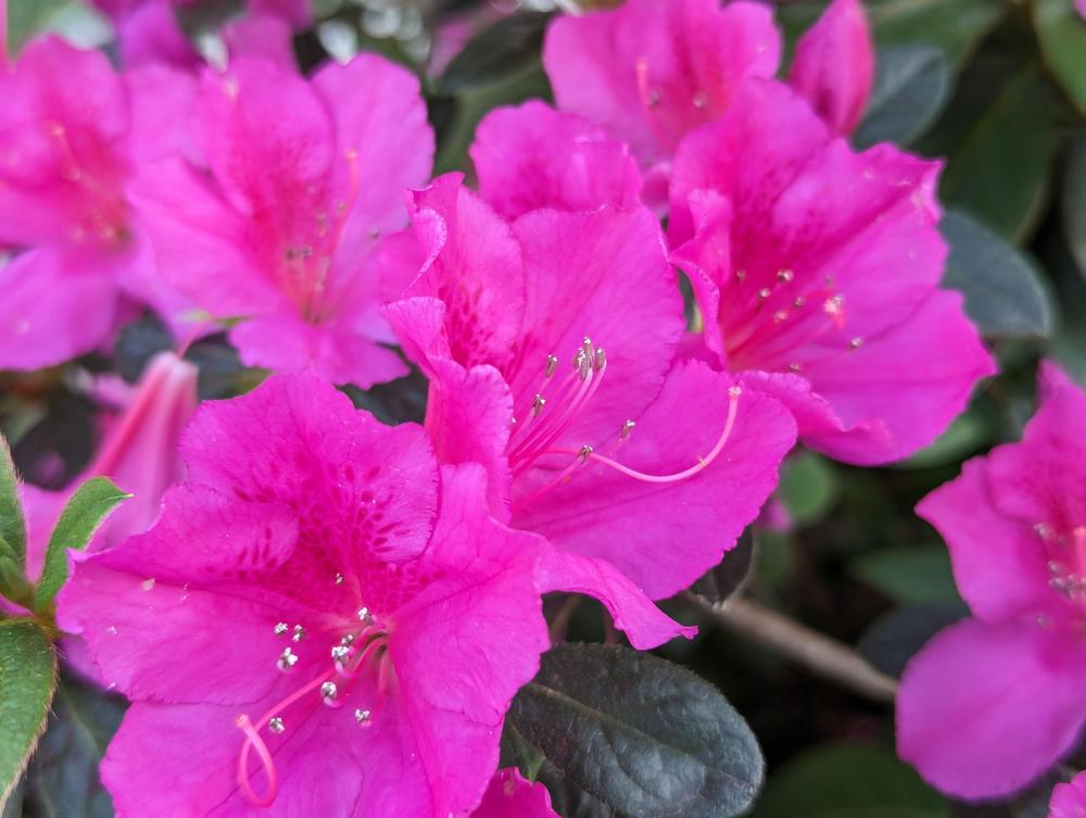 Photo of Azalea (Rhododendron indicum 'Formosa') uploaded by Petabread