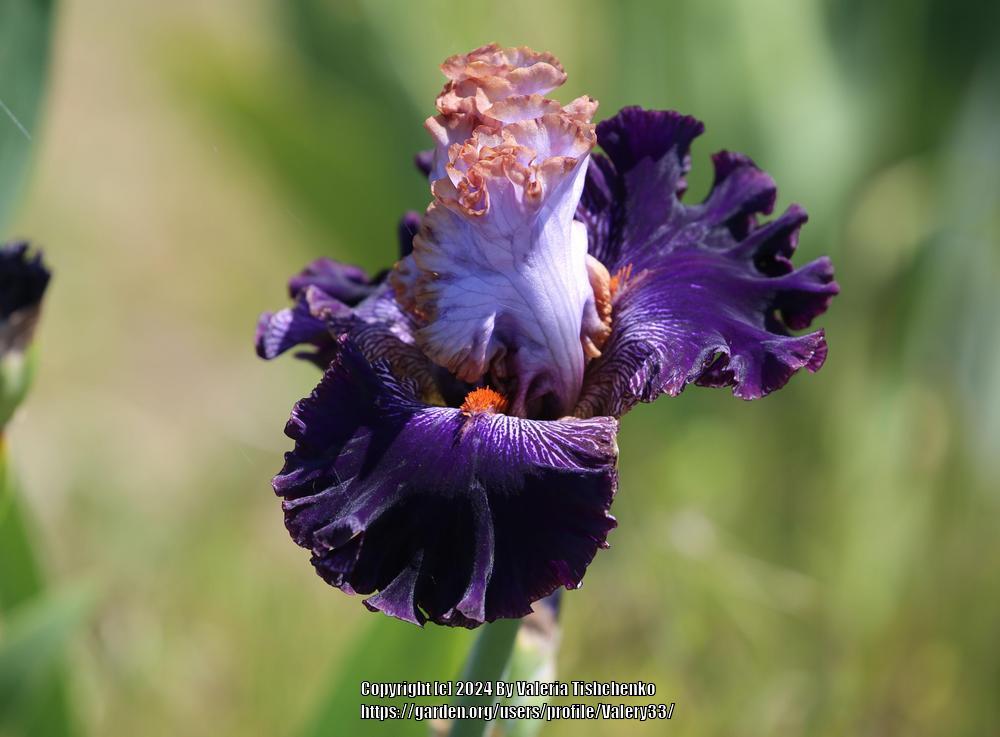Photo of Tall Bearded Iris (Iris 'Bratislavan Prince') uploaded by Valery33