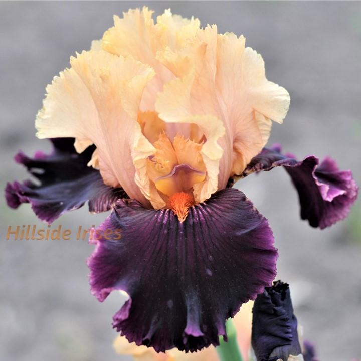Photo of Tall Bearded Iris (Iris 'Ocelot') uploaded by cashe56