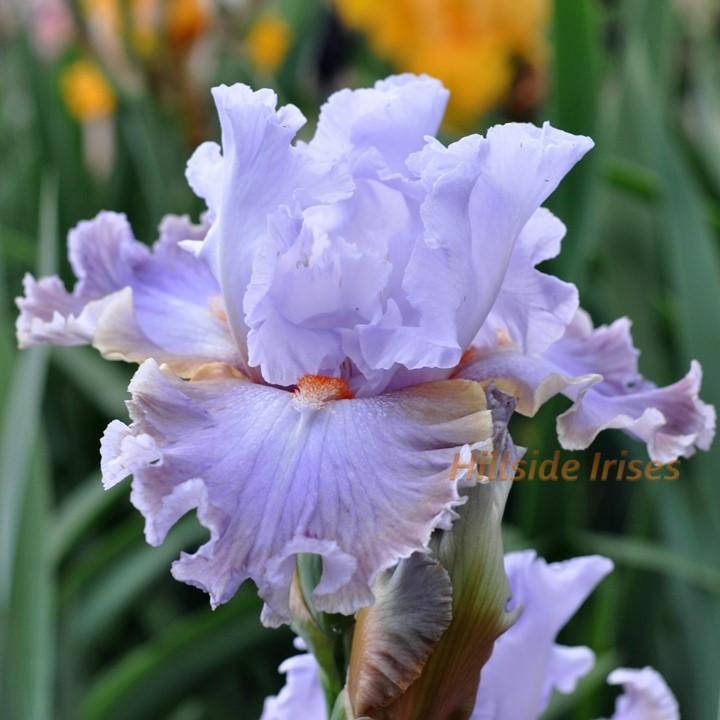 Photo of Tall Bearded Iris (Iris 'Legerdemain') uploaded by cashe56