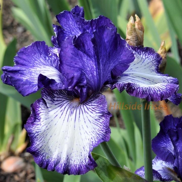Photo of Tall Bearded Iris (Iris 'Art Deco') uploaded by cashe56