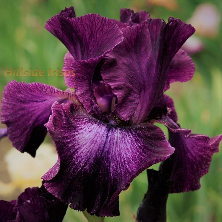 Photo of Tall Bearded Iris (Iris 'Bubble Bubble') uploaded by cashe56
