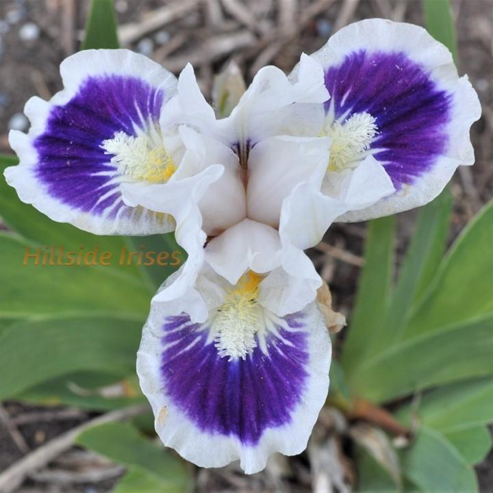 Photo of Standard Dwarf Bearded Iris (Iris 'Riveting') uploaded by cashe56