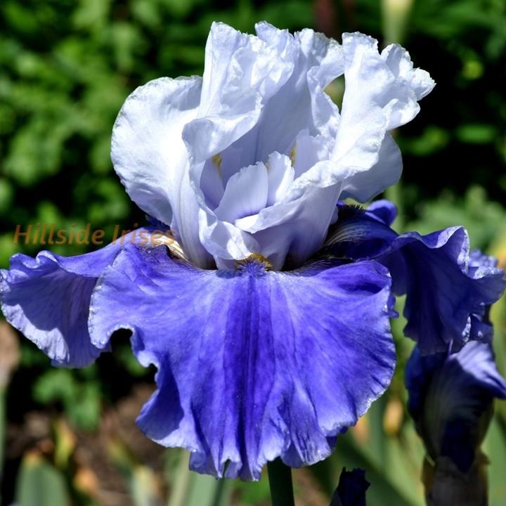 Photo of Tall Bearded Iris (Iris 'Whispering Falls') uploaded by cashe56
