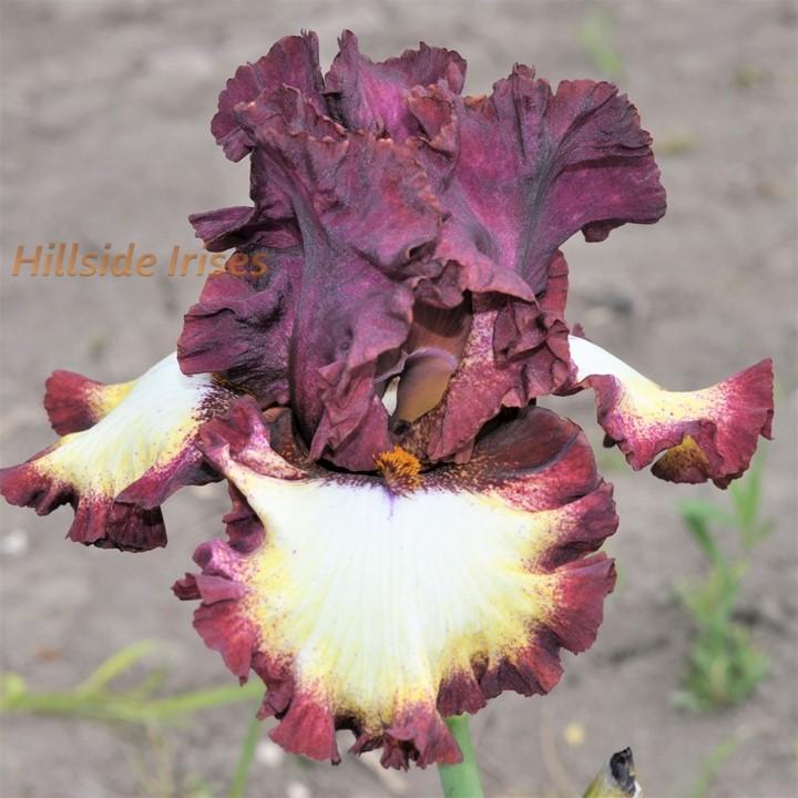 Photo of Tall Bearded Iris (Iris 'Class Ring') uploaded by cashe56