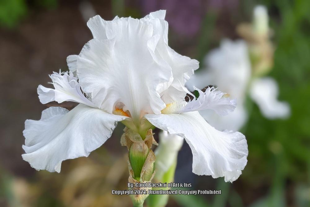 Photo of Tall Bearded Iris (Iris 'Mesmerizer') uploaded by Artsee1