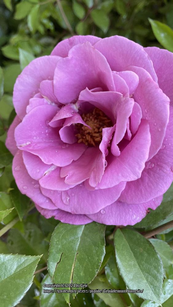 Photo of Rose (Rosa 'Paradise') uploaded by GigiAdeniumPlumeria
