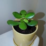 This Jade plant came from a two leaf cuttinf