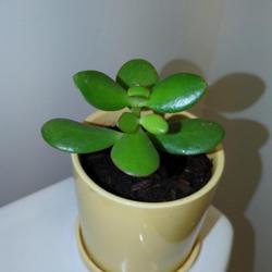 Location: In home, San Francisco
Date: 2024-03-15
This Jade plant came from a two leaf cuttinf