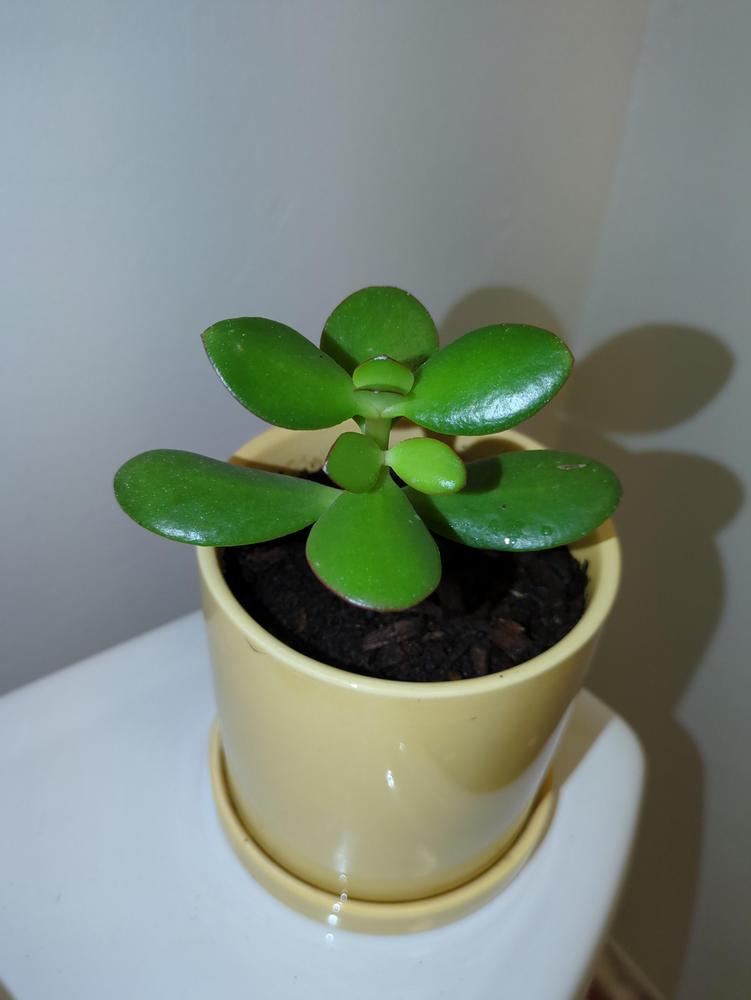 Photo of Jade Plant (Crassula ovata) uploaded by chelseanolse