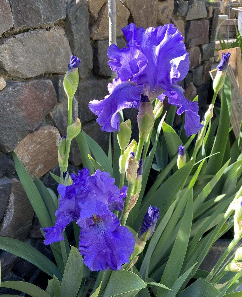 Photo of Tall Bearded Iris (Iris 'Breakers') uploaded by gnafziger
