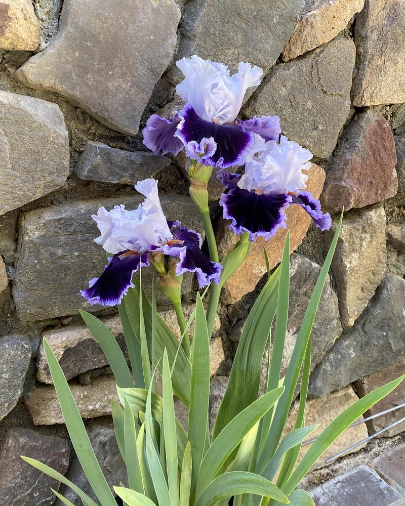 Photo of Tall Bearded Iris (Iris 'Bravery') uploaded by gnafziger