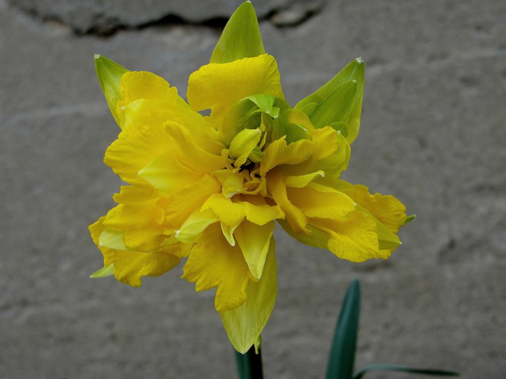 Photo of Daffodils (Narcissus) uploaded by keithp2012