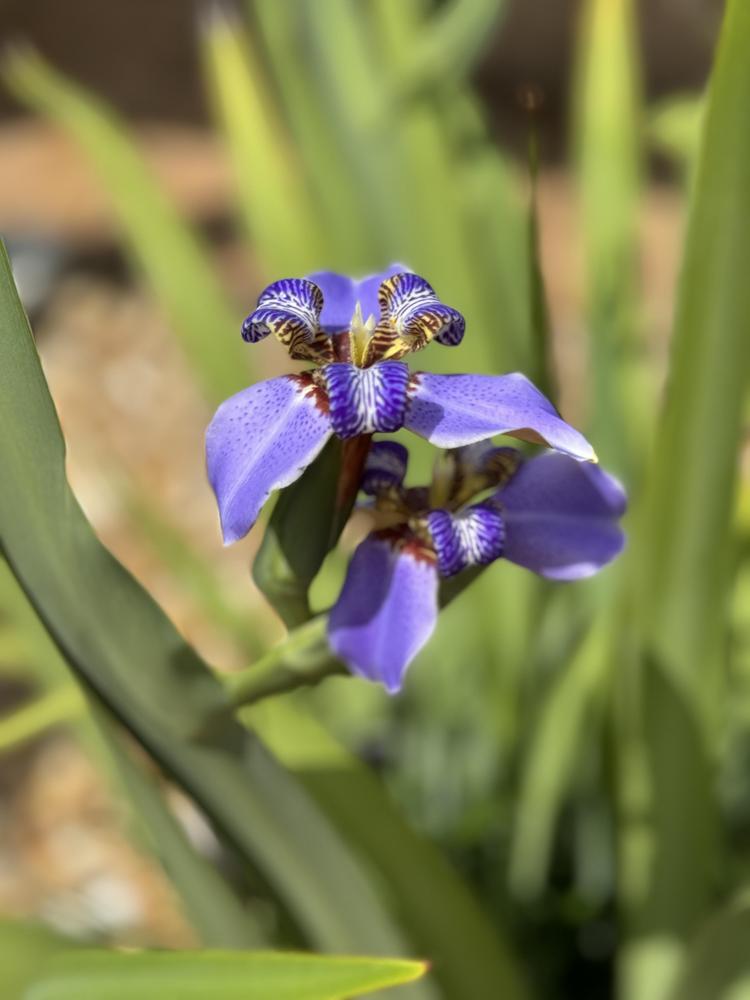 Photo of Walking Iris (Trimezia coerulea) uploaded by mrszenyulloa