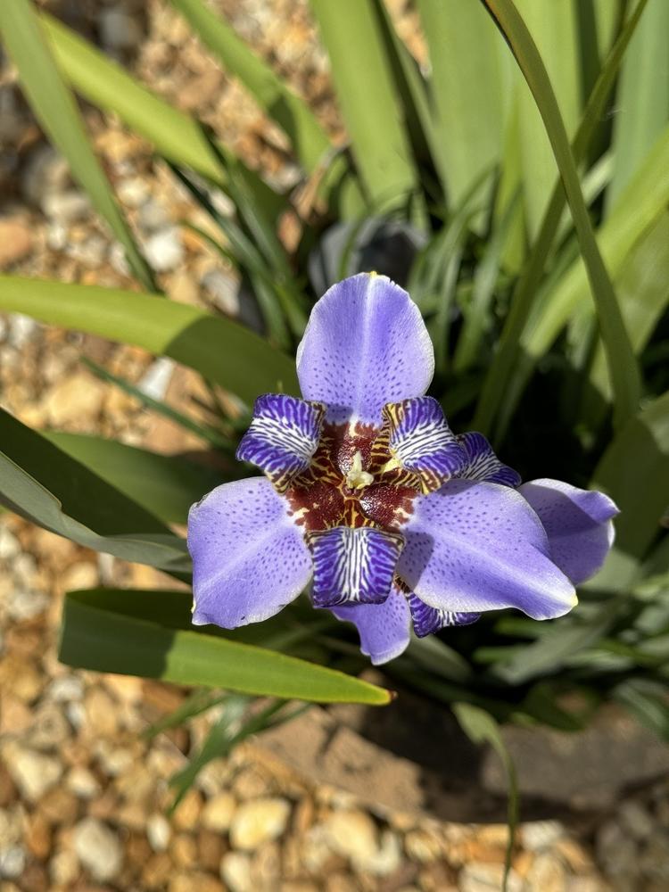 Photo of Walking Iris (Trimezia coerulea) uploaded by mrszenyulloa