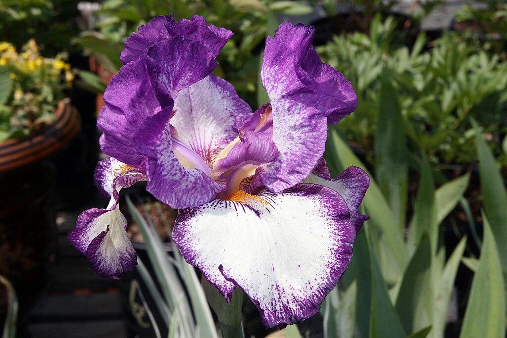Photo of Tall Bearded Iris (Iris 'Autumn Joy') uploaded by robertduval14