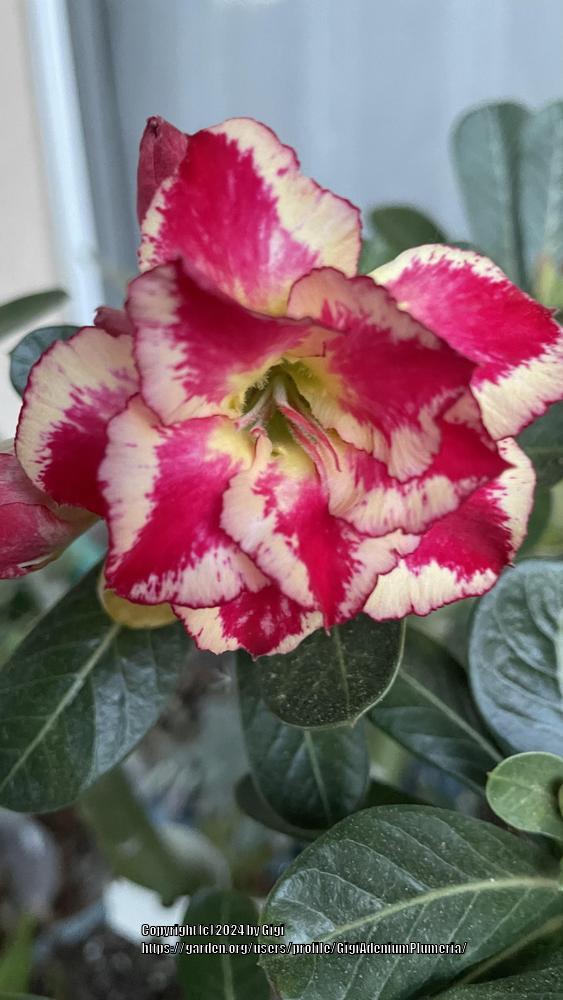 Photo of Desert Rose (Adenium obesum 'Mrs. Rose') uploaded by GigiAdeniumPlumeria