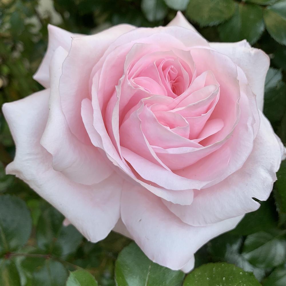 Photo of Rose (Rosa 'Carole Bouquet') uploaded by Betja
