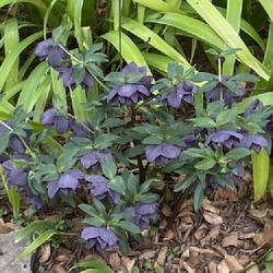 Location: Juniper Level Botanical Garden   Raleigh, North Carolina
Date: 2024-03-01
An un-named hellebore with nice near-black flowers