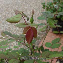 Location: Temple, Texas
Date: 2024-03-20
New red leaves, first season specimen