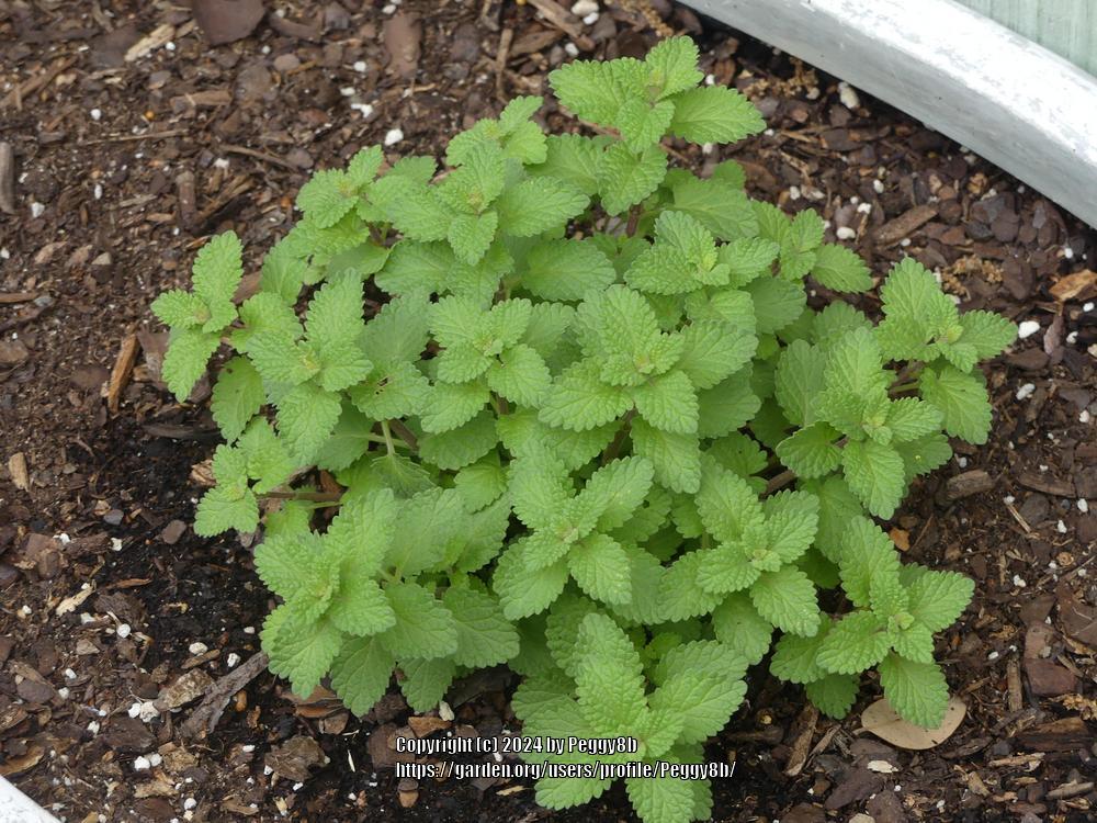 Photo of Catmint (Nepeta x faassenii 'Purrsian Blue') uploaded by Peggy8b