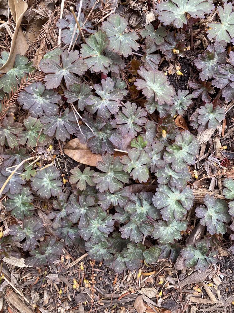 Photo of Wild Geranium (Geranium maculatum) uploaded by SL_gardener