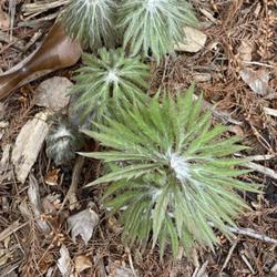 Location: Juniper Level Botanical Garden   Raleigh, North Carolina
Date: 2024-03-01
Syneilesis x hybrida (S. aconitifolium x S. palmatum)